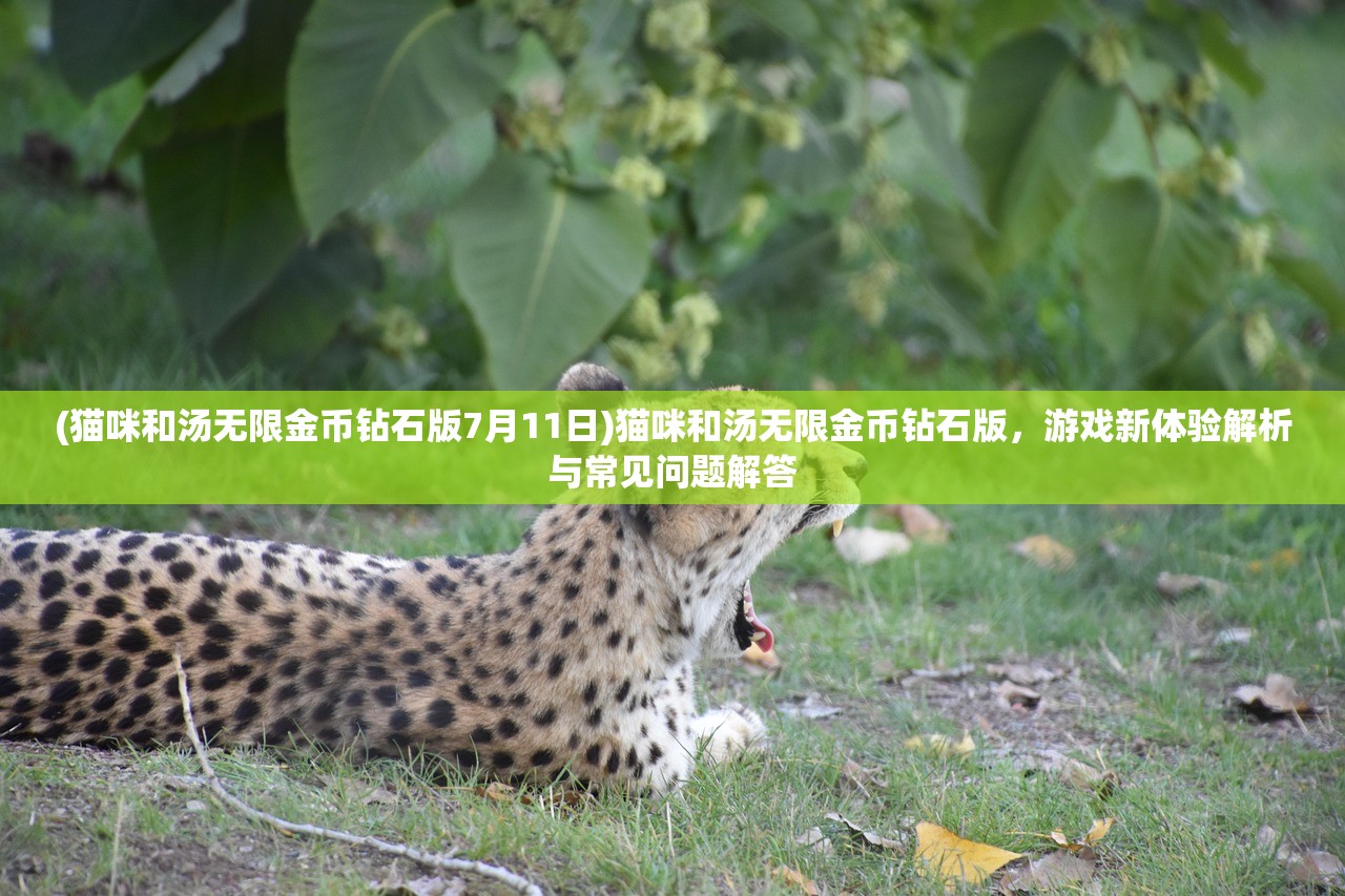 (次元料理屋怎么学新品)料理次元次元小屋02普通，探索料理的魅力与次元小屋的独特之处