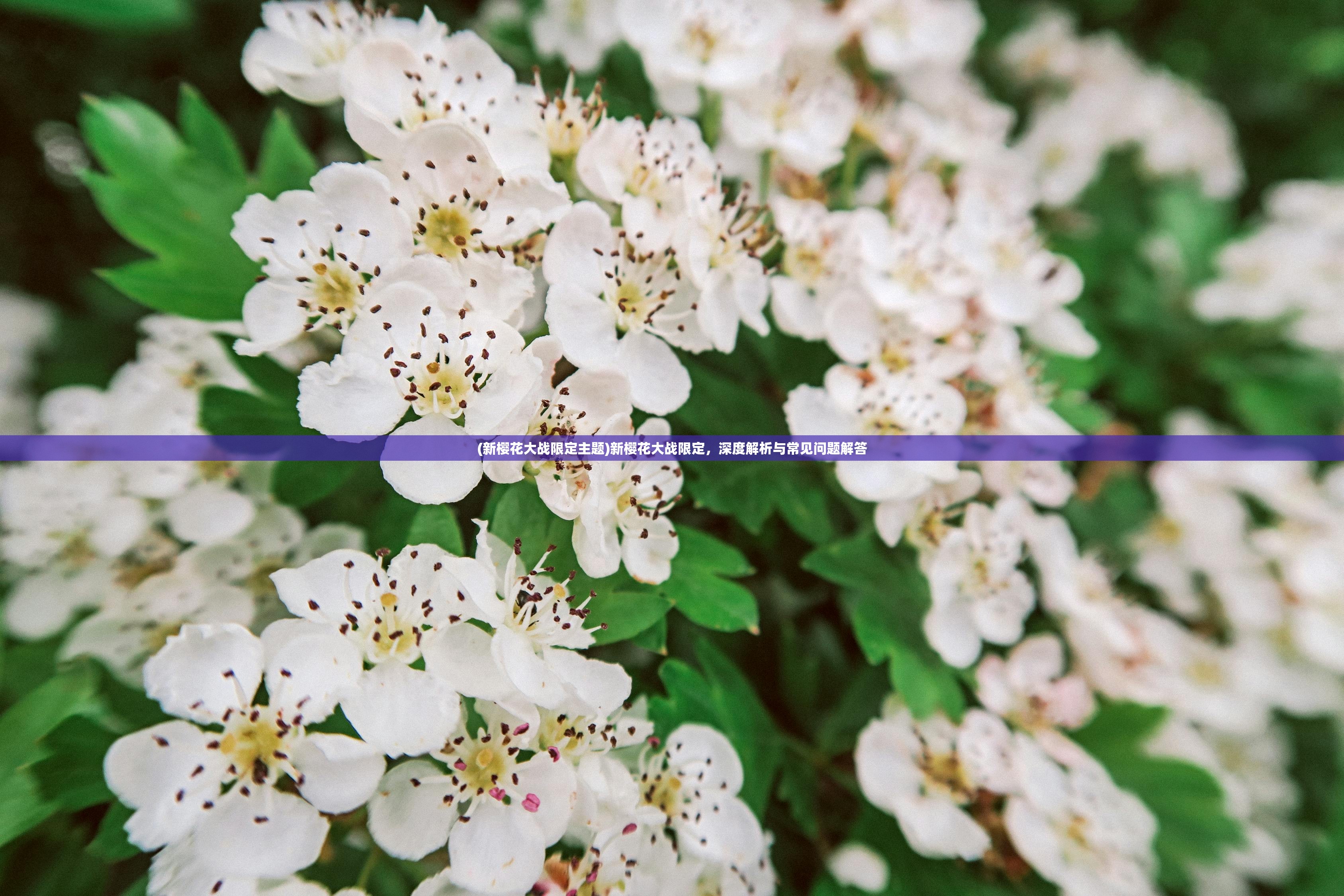 (新樱花大战限定主题)新樱花大战限定，深度解析与常见问题解答