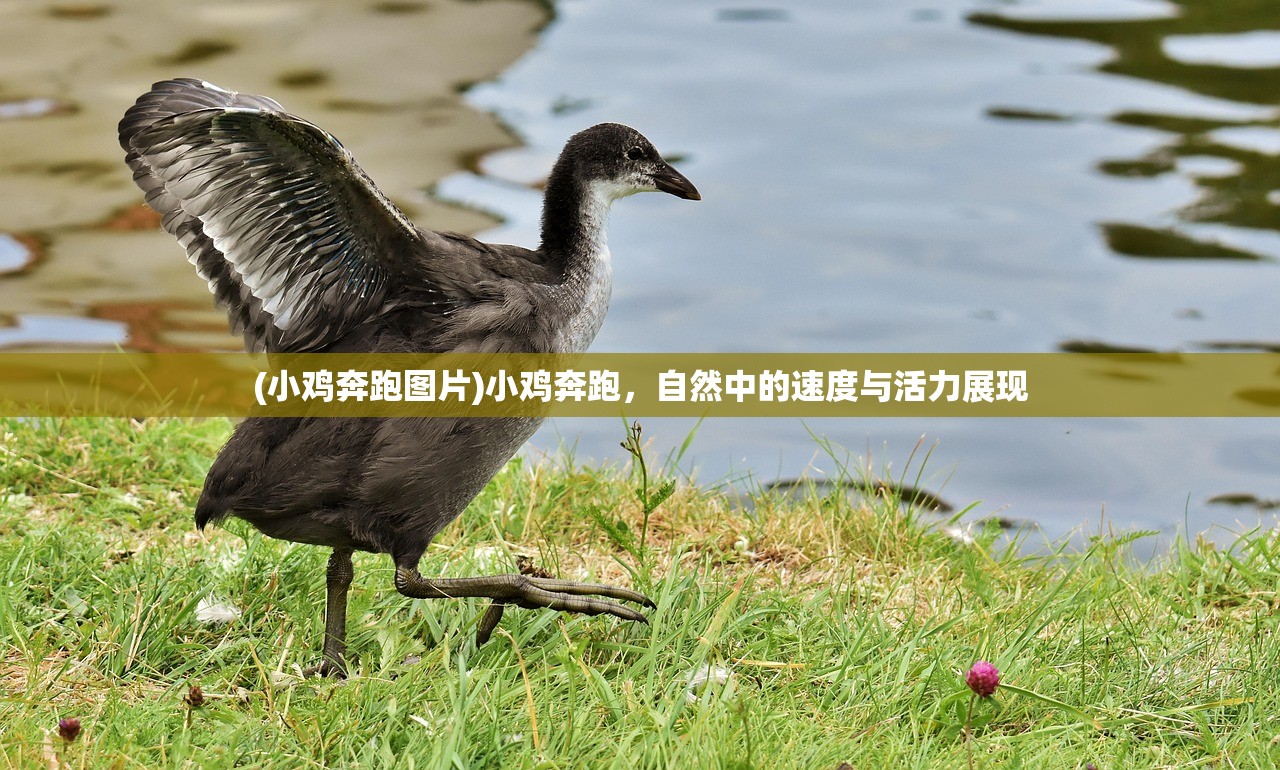 (《射雕英雄传》手游)早期射雕英雄传手游，重温经典，再现江湖情怀