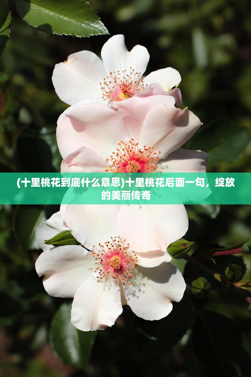 (我的小家还会更新吗)我的小家还能玩吗？游戏运营现状与未来展望