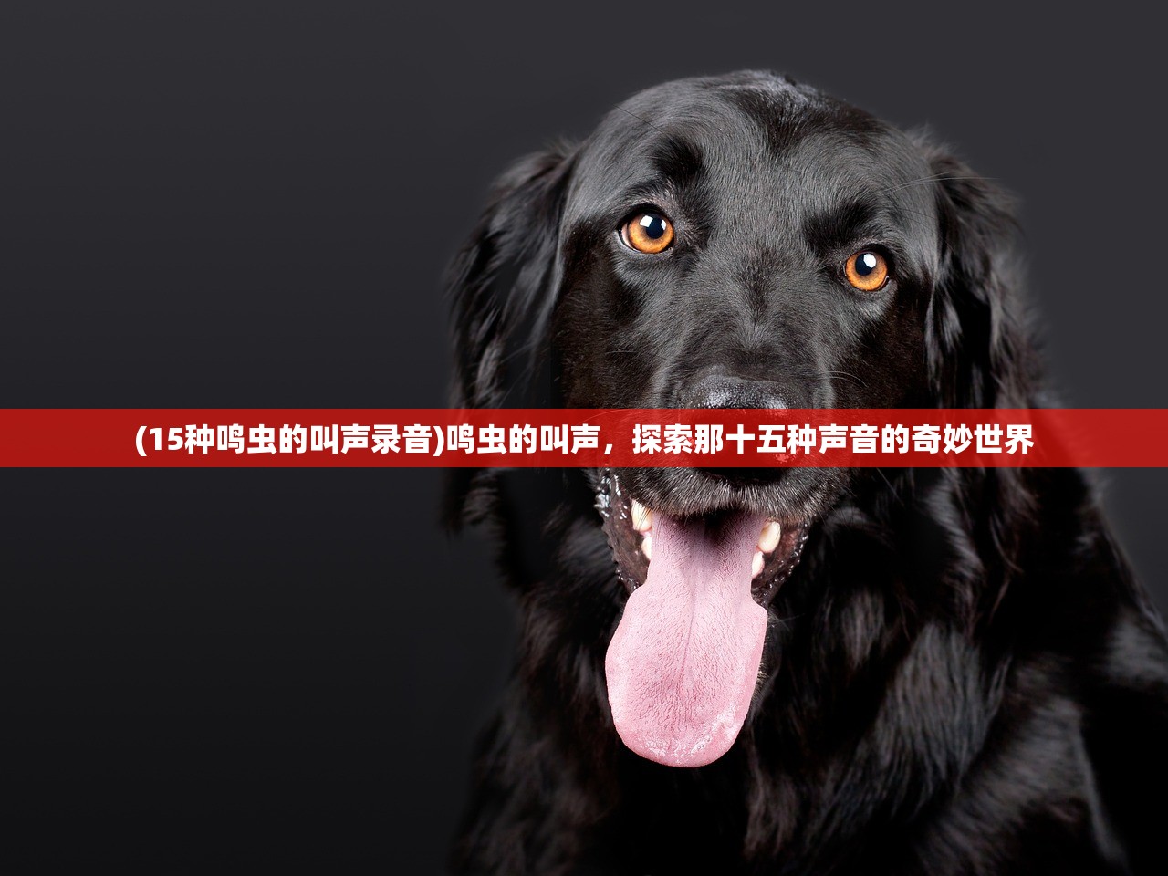 (15种鸣虫的叫声录音)鸣虫的叫声，探索那十五种声音的奇妙世界
