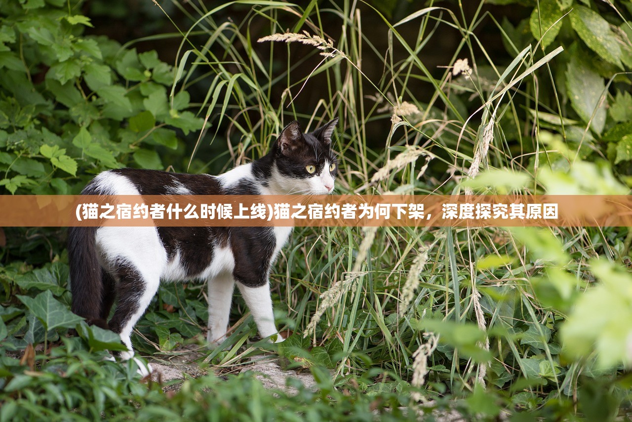 (猫之宿约者什么时候上线)猫之宿约者为何下架,深度探究其原因 (猫之宿约者什么时候上线)猫之宿约者为何下架,深度探究其原因