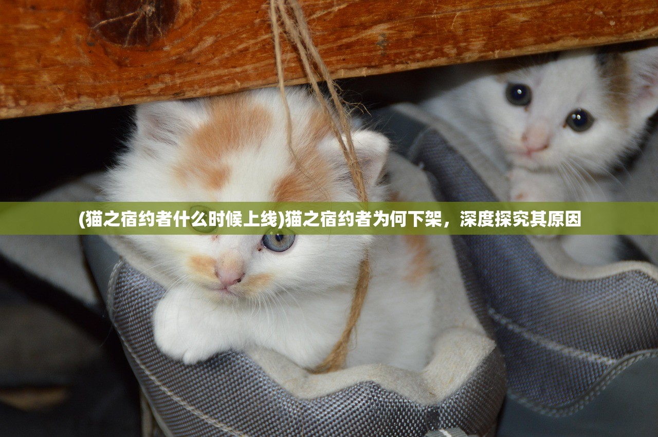 (猫之宿约者什么时候上线)猫之宿约者为何下架,深度探究其原因 (猫之宿约者什么时候上线)猫之宿约者为何下架,深度探究其原因