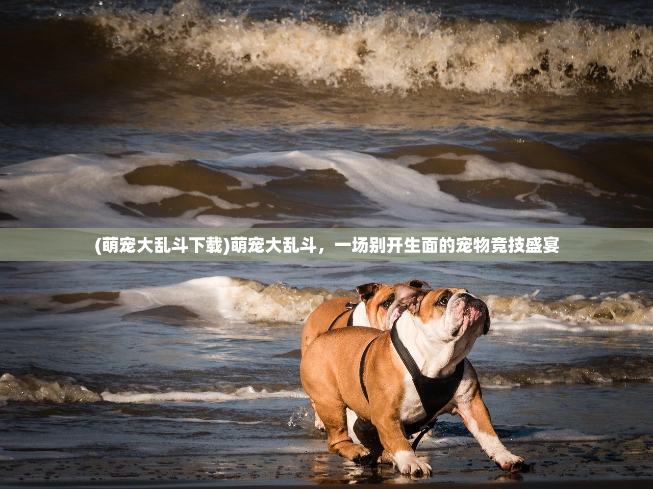 (萌宠大乱斗下载)萌宠大乱斗,一场别开生面的宠物竞技盛宴 (萌宠大乱斗下载)萌宠大乱斗,一场别开生面的宠物竞技盛宴