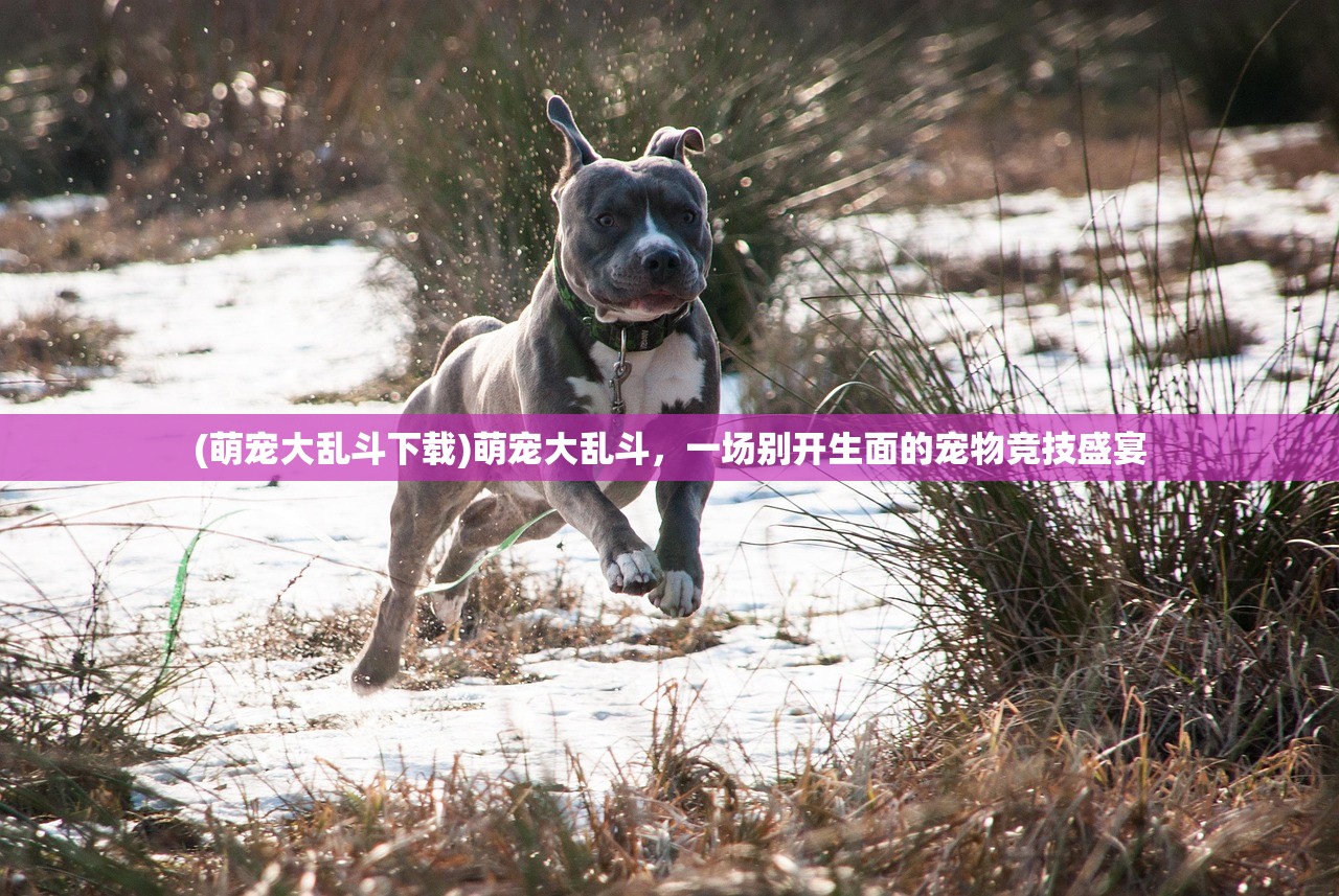 (萌宠大乱斗下载)萌宠大乱斗,一场别开生面的宠物竞技盛宴 (萌宠大乱斗下载)萌宠大乱斗,一场别开生面的宠物竞技盛宴