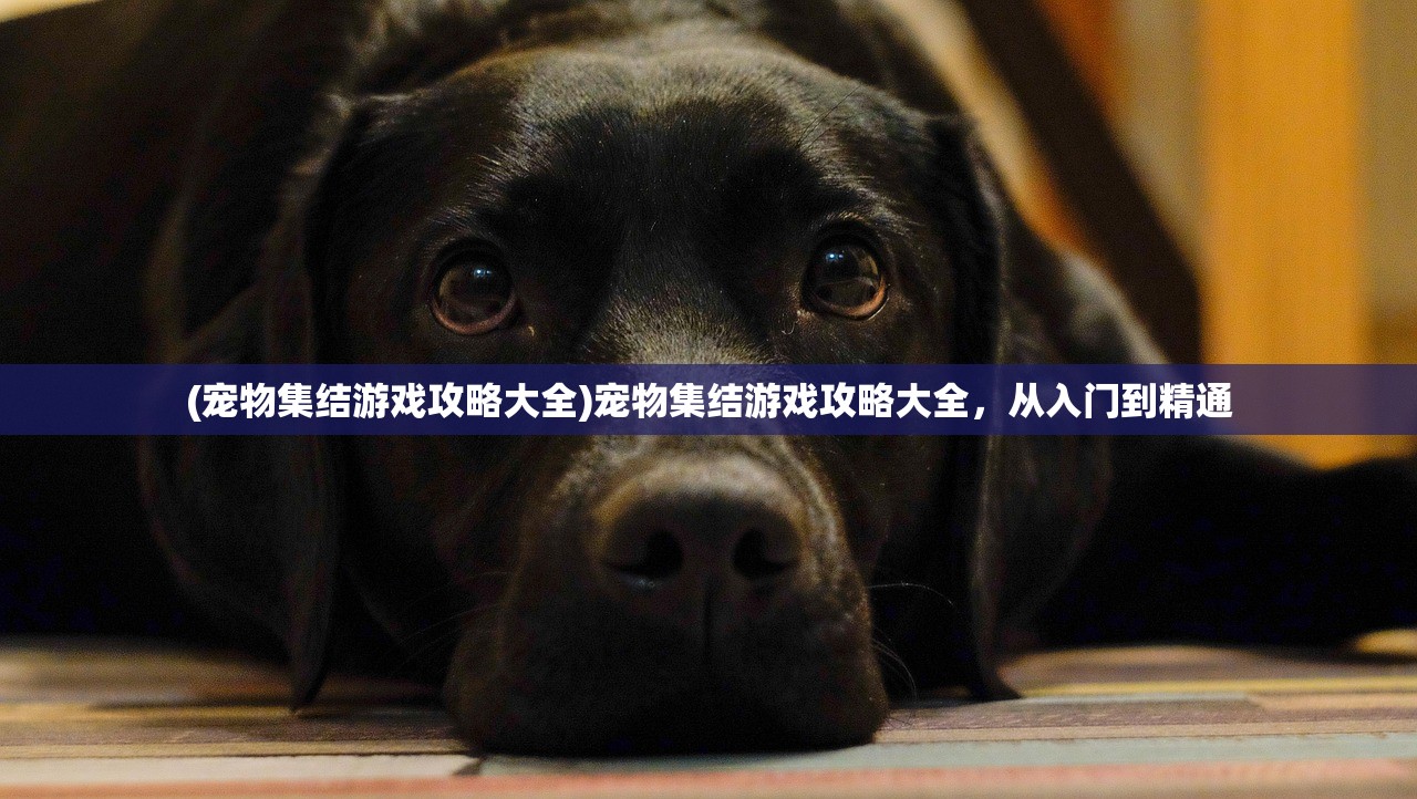 (宝可梦剑盾gba游戏攻略)宝可梦剑盾gba，经典游戏的新篇章