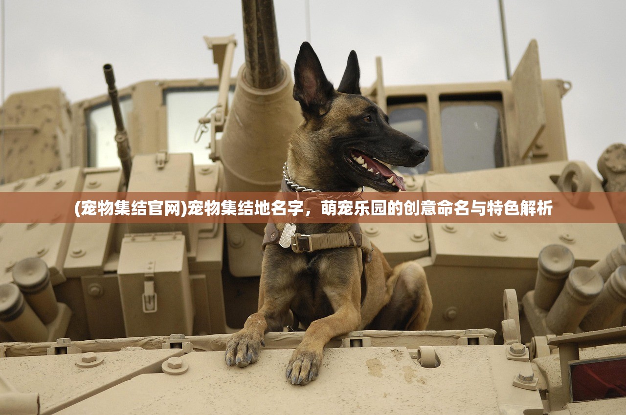 (宠物集结官网)宠物集结地名字，萌宠乐园的创意命名与特色解析